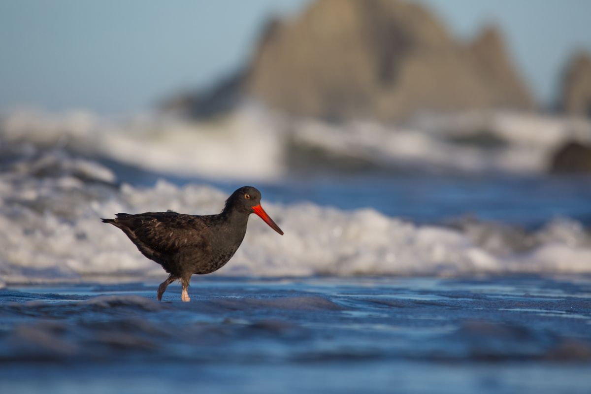2025May volunteer oystercatcher