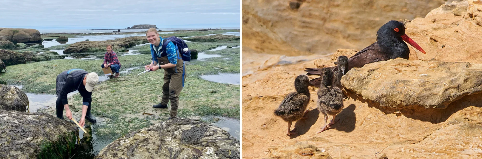 OregonCoastVisitorsAssociations Web FullwidthImage 10 0 (1)