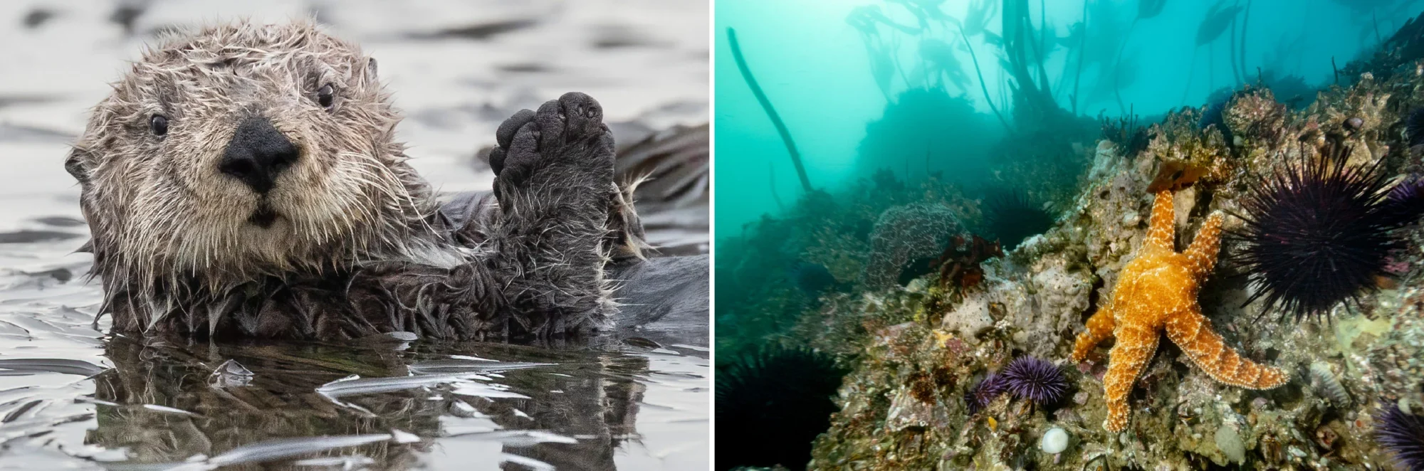 OregonCoastVisitorsAssociations Web FullwithImage 7 (1)